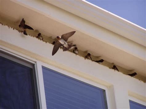 how to keep birds from nesting ona home's electrical boxes|bird nesting around house removal.